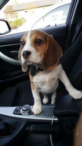 Spürhund für Datenträger