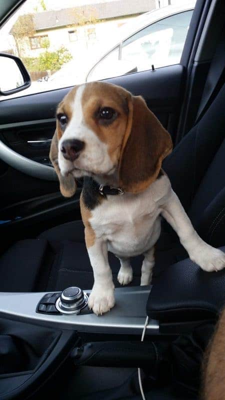 Spürhund für Datenträger